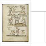 Liber Astrologiae by Anonymous