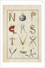 Alphabet by Anonymous