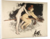 Witches by Anonymous
