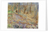 Spring in the Elm Forest by Anonymous