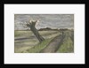 Pollard Willow by Anonymous