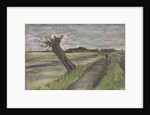 Pollard Willow by Anonymous