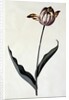 Tulip, c. 1745 by Anonymous