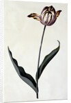 Tulip, c. 1745 by Anonymous