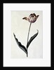 Tulip, c. 1745 by Anonymous