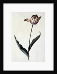 Tulip, c. 1745 by Anonymous