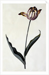 Tulip, c. 1745 by Anonymous