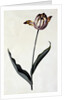Tulip, c. 1745 by Anonymous