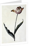 Tulip, c. 1745 by Anonymous