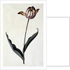 Tulip, c. 1745 by Anonymous