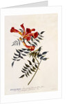 Bignonia Americana, c. 1743 by Anonymous