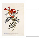 Bignonia Americana, c. 1743 by Anonymous