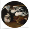 Two doves and a thrush by Anonymous