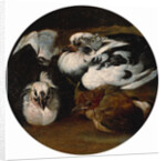 Two doves and a thrush by Anonymous