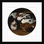 Two doves and a thrush by Anonymous