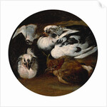 Two doves and a thrush by Anonymous