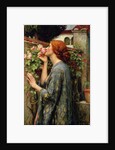 The Soul of the Rose by Anonymous