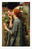 The Soul of the Rose by Anonymous
