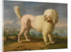 Portrait of Codina, believed to be lady Hamiltons poodle, the bay of Naples with a British man-of-w by Anonymous