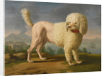 Portrait of Codina, believed to be lady Hamiltons poodle, the bay of Naples with a British man-of-w by Anonymous