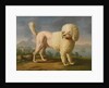 Portrait of Codina, believed to be lady Hamiltons poodle, the bay of Naples with a British man-of-w by Anonymous