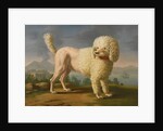 Portrait of Codina, believed to be lady Hamiltons poodle, the bay of Naples with a British man-of-w by Anonymous