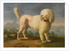 Portrait of Codina, believed to be lady Hamiltons poodle, the bay of Naples with a British man-of-w by Anonymous