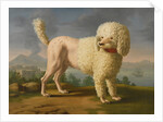Portrait of Codina, believed to be lady Hamiltons poodle, the bay of Naples with a British man-of-w by Anonymous