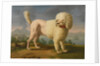 Portrait of Codina, believed to be lady Hamiltons poodle, the bay of Naples with a British man-of-w by Anonymous