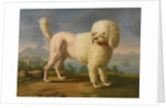 Portrait of Codina, believed to be lady Hamiltons poodle, the bay of Naples with a British man-of-w by Anonymous