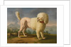 Portrait of Codina, believed to be lady Hamiltons poodle, the bay of Naples with a British man-of-w by Anonymous