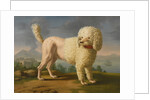 Portrait of Codina, believed to be lady Hamiltons poodle, the bay of Naples with a British man-of-w by Anonymous