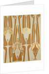 Wallpapers design by Anonymous
