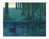 The black swan by Anonymous