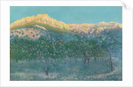 Lemon trees, Mallorca by Anonymous