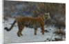 A tiger in the snow by Anonymous