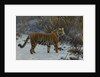 A tiger in the snow by Anonymous