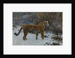 A tiger in the snow by Anonymous