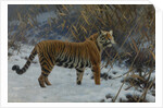 A tiger in the snow by Anonymous