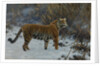 A tiger in the snow by Anonymous