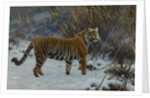 A tiger in the snow by Anonymous