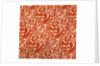 Cotton Print by Anonymous