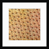 Cotton Print by Anonymous