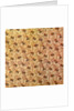 Cotton Print by Anonymous