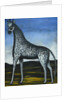 Giraffe by Anonymous
