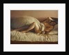 Slumbering Woman by Anonymous