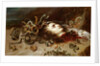 Head of Medusa by Anonymous