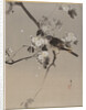Birds on a Flowering Branch by Anonymous