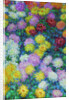 Chrysanthemums, 1897 by Anonymous