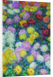 Chrysanthemums, 1897 by Anonymous